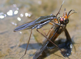 Water Strider Water Strider